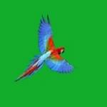 Unity Parrots Profile Picture